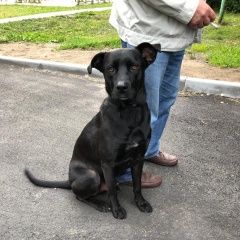 Подробнее об объявлении «Пропала собака кобель Ломоносов» Фото: пропала собака  «Пропала собака кобель Ломоносов» в г. Ломоносов