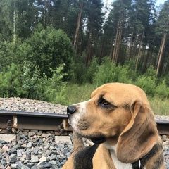 Подробнее об объявлении «Пропала собака кобель Санкт-Петербург» Фото: пропала собака Бигль «Пропала собака кобель Санкт-Петербург» в г. Санкт-Петербург