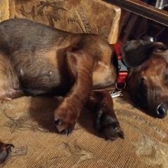 Подробнее об объявлении «Пропала собака Арзамас» Фото: пропала собака  «Пропала собака Арзамас» в г. Арзамас