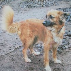 Подробнее об объявлении «Пропала собака Санкт-Петербург» Фото: пропала собака  «Пропала собака Санкт-Петербург» в г. Санкт-Петербург