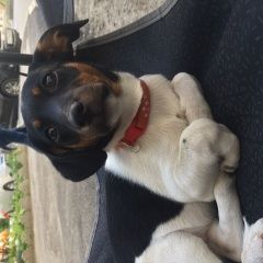 Подробнее об объявлении «Батайск Пропала собака прошу помощи» Фото: пропала собака Джек рассел терьер «Батайск Пропала собака прошу помощи» в г. Батайск