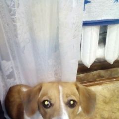 Подробнее об объявлении «Тюмень Пропала собака по кличке кнопа.» Фото: пропала собака Джек рассел терьер «Тюмень Пропала собака по кличке кнопа.» в г. Тюмень