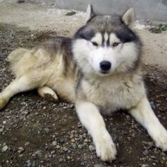 Подробнее об объявлении «Краснодар Пропала собака кобель» Фото: пропала собака Сибирская хаски «Краснодар Пропала собака кобель» в г. Краснодар