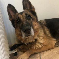 Подробнее об объявлении «Мытищи Пропала собака овчарка, списанная из мвд» Фото: пропала собака Немецкая овчарка «Мытищи Пропала собака овчарка, списанная из мвд» в г. Мытищи