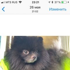 Подробнее об объявлении «Пропала собака кобель шпиц руди Новодвинск» Фото: пропала собака Немецкий шпиц «Пропала собака кобель шпиц руди Новодвинск» в г. Новодвинск