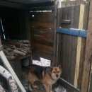 Подробнее об объявлении «Пропала собака Новосибирск» Фото: пропала собака  «Пропала собака Новосибирск» в г. Новосибирск