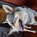 Подробнее об объявлении «Высокая Гора Пропала собака кобель» Фото: пропала собака  «Высокая Гора Пропала собака кобель» в г. Высокая Гора