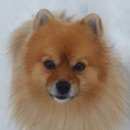 Подробнее об объявлении «Пропала собака сегодня. Реутов» Фото: пропала собака  «Пропала собака сегодня. Реутов» в г. Реутов