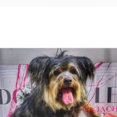 Подробнее об объявлении «Пропала собака Киев» Фото: пропала собака  «Пропала собака Киев» в г. Киев