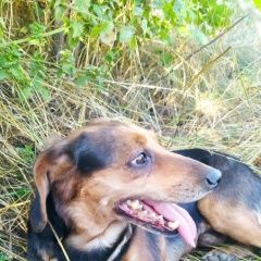 Подробнее об объявлении «Пропала собака кобель Горловка» Фото: пропала собака  «Пропала собака кобель Горловка» в г. Горловка