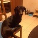 Подробнее об объявлении «Пропала собака Зеленоград» Фото: пропала собака Такса «Пропала собака Зеленоград» в г. Зеленоград