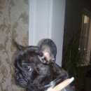 Подробнее об объявлении «Черкесск Пропала собака кобель» Фото: пропала собака Французский бульдог «Черкесск Пропала собака кобель» в г. Черкесск