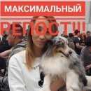 Подробнее об объявлении «Красноярск Пропала собака шелти в районе афонтово» Фото: пропала собака Шелти «Красноярск Пропала собака шелти в районе афонтово» в г. Красноярск