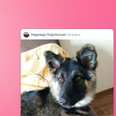 Подробнее об объявлении «Пропала собака луна, найдись Санкт-Петербург» Фото: пропала собака Немецкая овчарка «Пропала собака луна, найдись Санкт-Петербург» в г. Санкт-Петербург