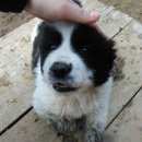 Подробнее об объявлении «Пропала собака кобель помогите малышу          Нижний Новгород» Фото: пропала собака Среднеазиатская овчарка «Пропала собака кобель помогите малышу...» в г. Нижний Новгород