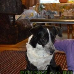 Подробнее об объявлении «Пропала собака верный друг Ангарск» Фото: пропала собака  «Пропала собака верный друг Ангарск» в г. Ангарск