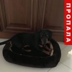 Подробнее об объявлении «Ростов-на-Дону Пропала собака кобель такса (кобель)» Фото: пропала собака Такса «Ростов-на-Дону Пропала собака кобель такса...» в г. Ростов-на-Дону
