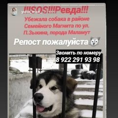 Подробнее об объявлении «Ревда (Свердловская обл.) Пропала собака кобель маламут» Фото: пропала собака  «Ревда (Свердловская обл.) Пропала собака кобель...» в г. Ревда (Свердловская обл.)