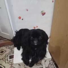 Подробнее об объявлении «Геленджик Пропала собака» Фото: пропала собака Пекинес «Геленджик Пропала собака» в г. Геленджик