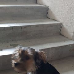 Подробнее об объявлении «Пропала собака кобель прошу помочь кто видел Ярцево» Фото: пропала собака  «Пропала собака кобель прошу помочь кто видел...» в г. Ярцево