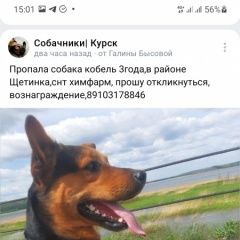 Подробнее об объявлении «Пропала собака кобель Курск» Фото: пропала собака  «Пропала собака кобель Курск» в г. Курск