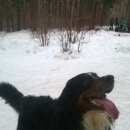 Подробнее об объявлении «Бердск Пропала собака кобель помогите» Фото: пропала собака Бернская пастушья собака «Бердск Пропала собака кобель помогите» в г. Бердск