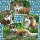 Подробнее об объявлении «Пропала собака Симферополь» Фото: пропала собака Сибирская хаски «Пропала собака Симферополь» в г. Симферополь