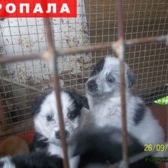 Подробнее об объявлении «Сергиев Посад Пропала собака кобель щенок» Фото: пропала собака Самоедская лайка «Сергиев Посад Пропала собака кобель щенок» в г. Сергиев Посад