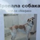 Подробнее об объявлении «Пропала собака, метис. 20.10.2017 Москва» Фото: пропала собака  «Пропала собака, метис. 20.10.2017 Москва» в г. Москва