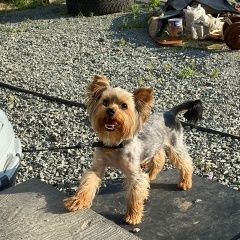 Подробнее об объявлении «Орск Пропала собака кобель помогите пожалуйста найти собачку» Фото: пропала собака Йоркширский терьер «Орск Пропала собака кобель помогите пожалуйста...» в г. Орск