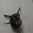 Подробнее об объявлении «Омск Пропала собака» Фото: пропала собака Русский той-терьер «Омск Пропала собака» в г. Омск