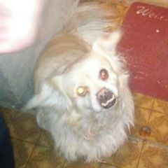 Подробнее об объявлении «Ангарск Пропала собака кобель» Фото: пропала собака  «Ангарск Пропала собака кобель» в г. Ангарск