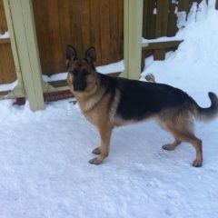 Подробнее об объявлении «Рыбинск Пропала собака» Фото: пропала собака Немецкая овчарка «Рыбинск Пропала собака» в г. Рыбинск