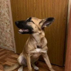 Подробнее об объявлении «Москва Пропала собака» Фото: пропала собака Бельгийская овчарка «Москва Пропала собака» в г. Москва
