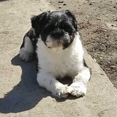 Подробнее об объявлении «Мариуполь Пропала собака кобель ул межевая» Фото: пропала собака  «Мариуполь Пропала собака кобель ул межевая» в г. Мариуполь