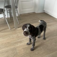 Подробнее об объявлении «Тюмень Пропала собака кобель» Фото: пропала собака Дратхаар «Тюмень Пропала собака кобель» в г. Тюмень