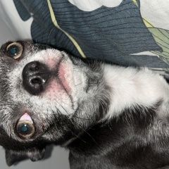 Подробнее об объявлении «Пропала собака кобель чихуа. цвет лиловый темно Горячий Ключ» Фото: пропала собака Чихуахуа «Пропала собака кобель чихуа. цвет лиловый темно...» в г. Горячий Ключ