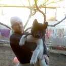 Подробнее об объявлении «Анапа Пропала собака кобель» Фото: пропала собака Акита-ину «Анапа Пропала собака кобель» в г. Анапа