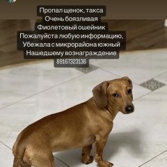 Подробнее об объявлении «Ивантеевка (Московская обл.) Пропала собака щенок таксы отзывается на рокси» Фото: пропала собака Такса «Ивантеевка (Московская обл.) Пропала собака...» в г. Ивантеевка (Московская обл.)