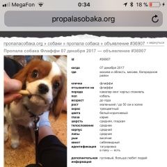 Подробнее об объявлении «Пропала собака кобель маленький щенок без ошейника Москва» Фото: пропала собака Кавалер кинг чарльз спаниель «Пропала собака кобель маленький щенок без...» в г. Москва