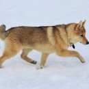 Подробнее об объявлении «Пропала собака могла быть похищена Конаково» Фото: пропала собака  «Пропала собака могла быть похищена Конаково» в г. Конаково