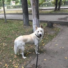 Подробнее об объявлении «Красноярск Пропала собака кобель» Фото: пропала собака  «Красноярск Пропала собака кобель» в г. Красноярск