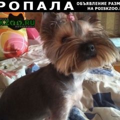 Подробнее об объявлении «Пропала собака Раменское» Фото: пропала собака Йоркширский терьер «Пропала собака Раменское» в г. Раменское
