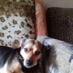 Подробнее об объявлении «Санкт-Петербург Пропала собака помогите найти собаку» Фото: пропала собака  «Санкт-Петербург Пропала собака помогите найти...» в г. Санкт-Петербург