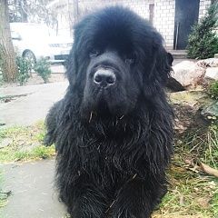 Подробнее об объявлении «Запорожье Пропала собака кобель ньюфаундленд черный, кличка бэн» Фото: пропала собака Ньюфаундленд «Запорожье Пропала собака кобель ньюфаундленд...» в г. Запорожье