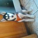 Подробнее об объявлении «Подольск Пропала собака хаски черно белая джули» Фото: пропала собака Сибирская хаски «Подольск Пропала собака хаски черно белая джули» в г. Подольск