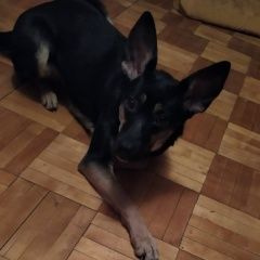 Подробнее об объявлении «Пропала собака Нижний Новгород» Фото: пропала собака Немецкая овчарка «Пропала собака Нижний Новгород» в г. Нижний Новгород