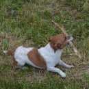 Подробнее об объявлении «Пропала собака кобель Нижний Новгород» Фото: пропала собака Джек рассел терьер «Пропала собака кобель Нижний Новгород» в г. Нижний Новгород