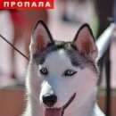 Подробнее об объявлении «Абакан Пропала собака» Фото: пропала собака Сибирская хаски «Абакан Пропала собака» в г. Абакан