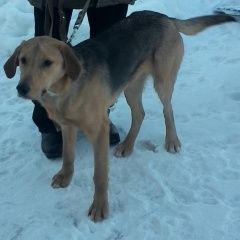 Подробнее об объявлении «Рыбинск Пропала собака кобель» Фото: пропала собака  «Рыбинск Пропала собака кобель» в г. Рыбинск